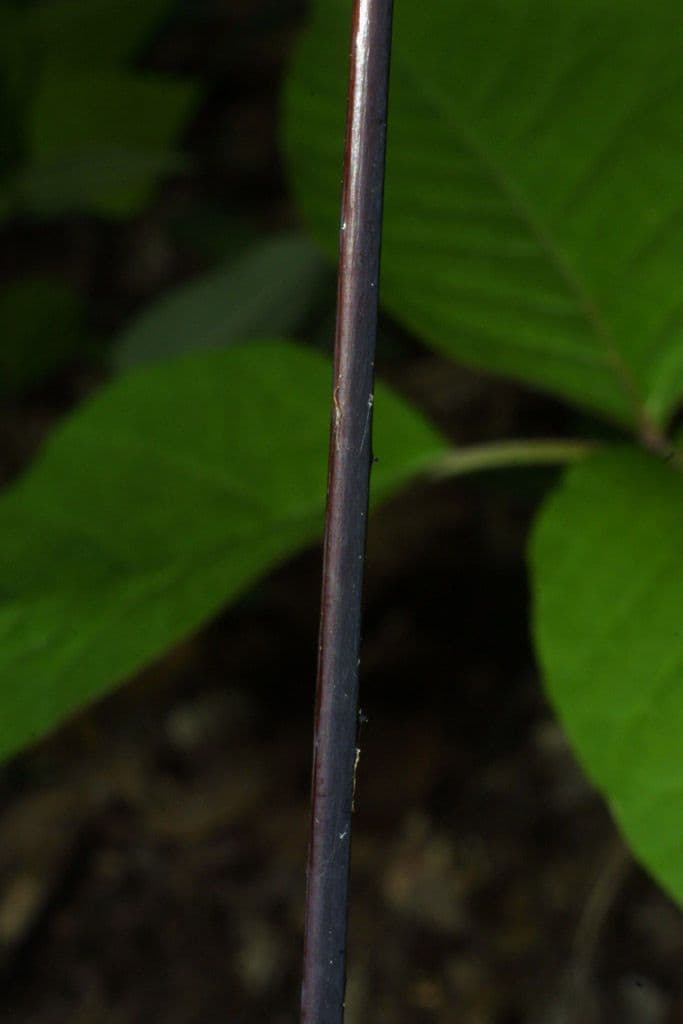 Pfauenradfarn 16