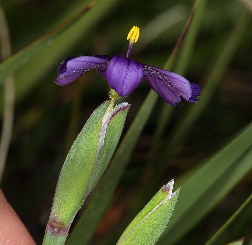 Sisyrinchium 5