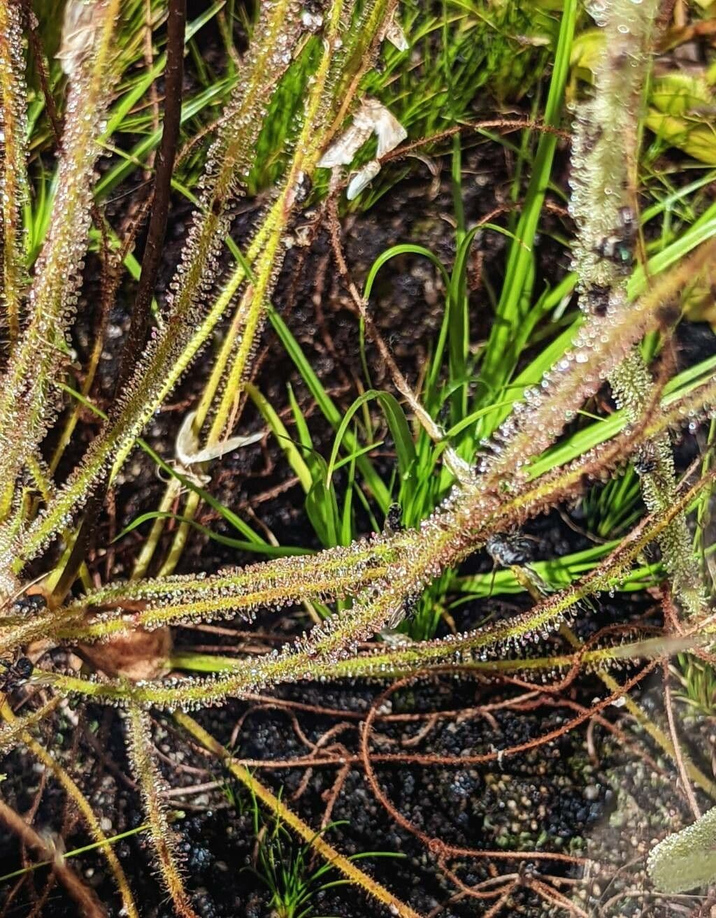 Threadleaf sundew 15