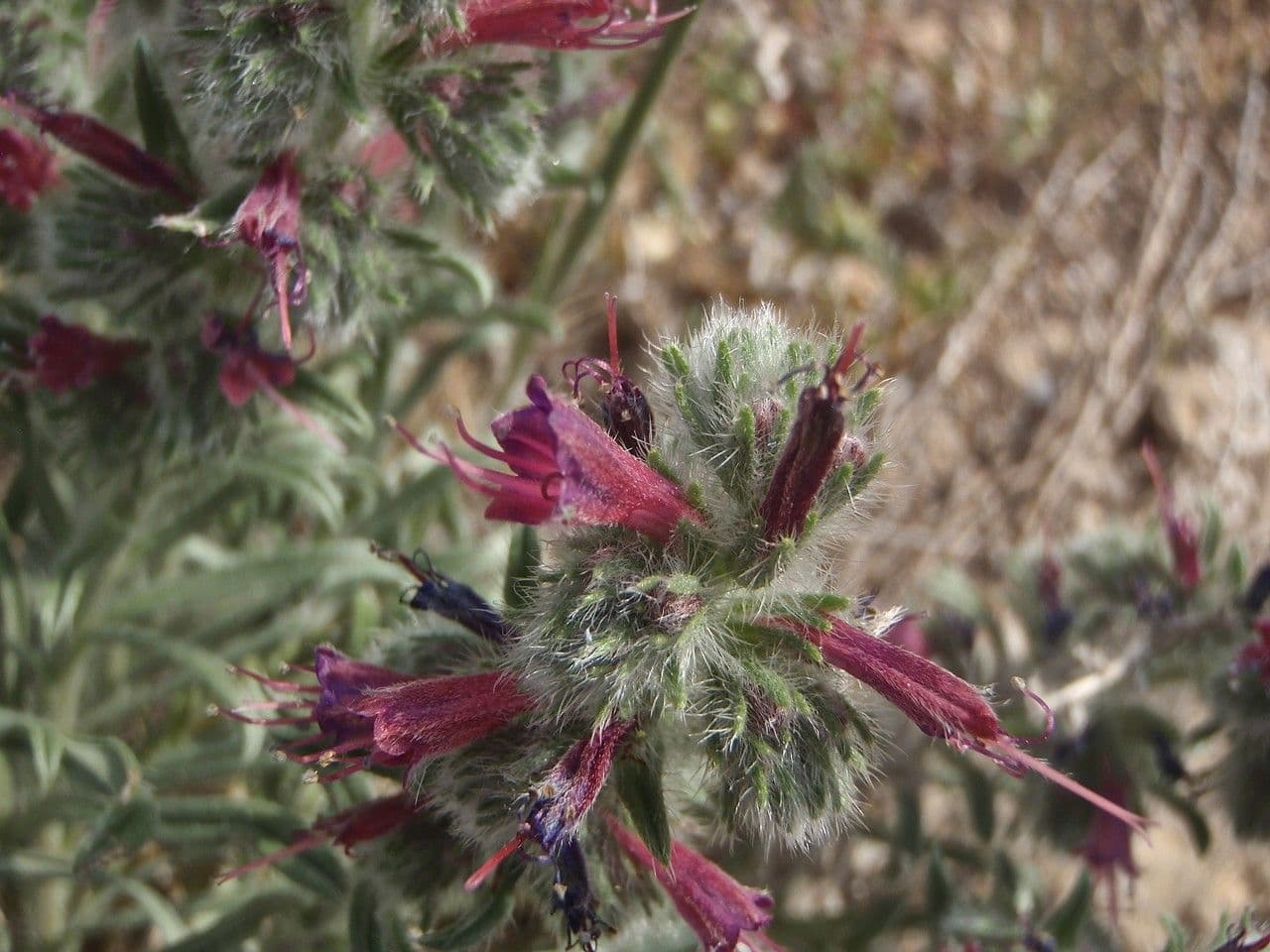 Echium humile 5