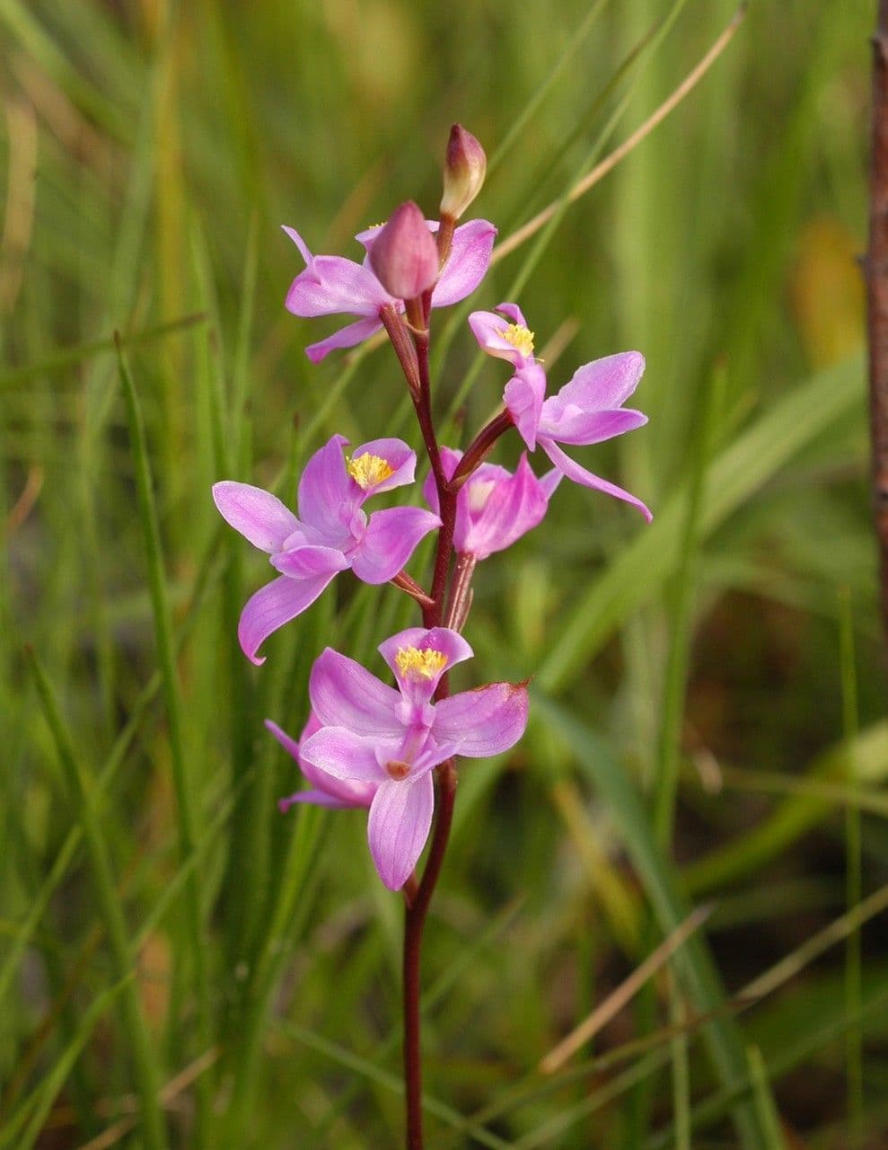 Calopogon