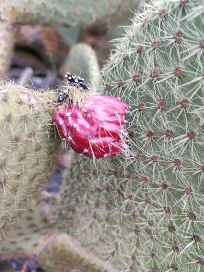 Nopal de espinas marrones 4