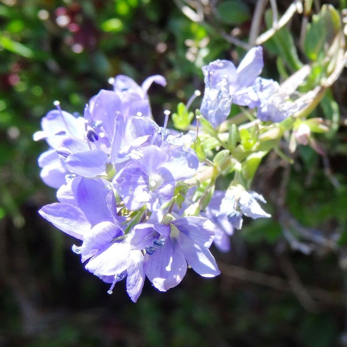 Veronica d'Aragona 2