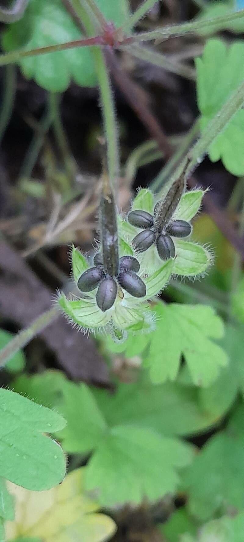 Géranium à feuilles rondes 3