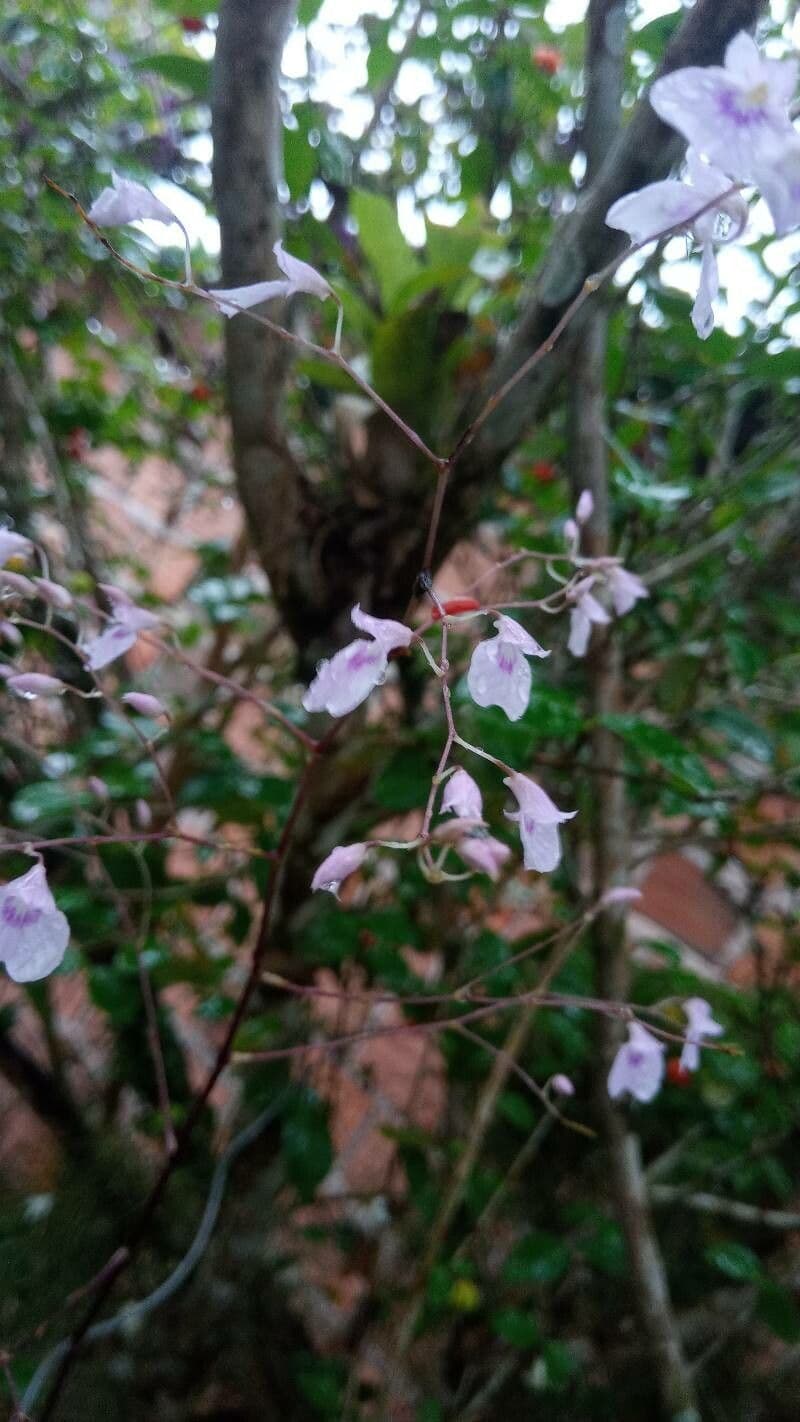 Ionopsis 5