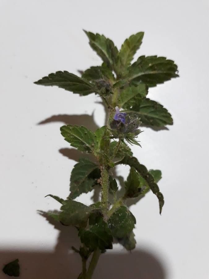 Marsypianthes 13