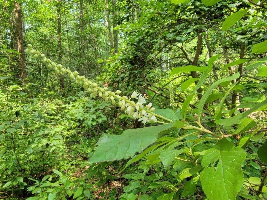 Clethra 6