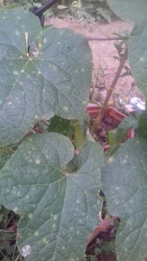 Melone cornut 7