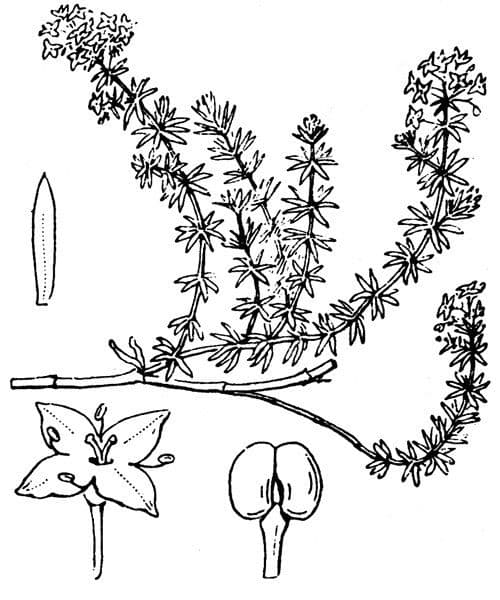 Galio dei sabbiosi 27