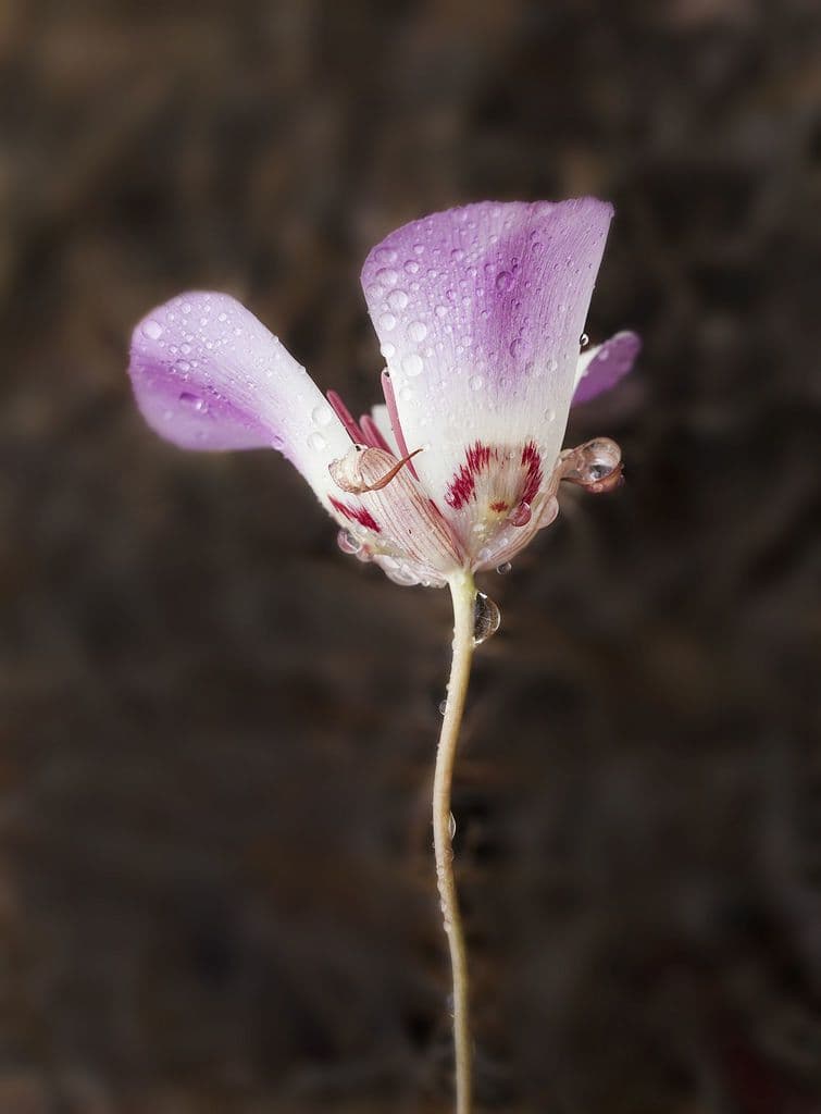 Calochortus