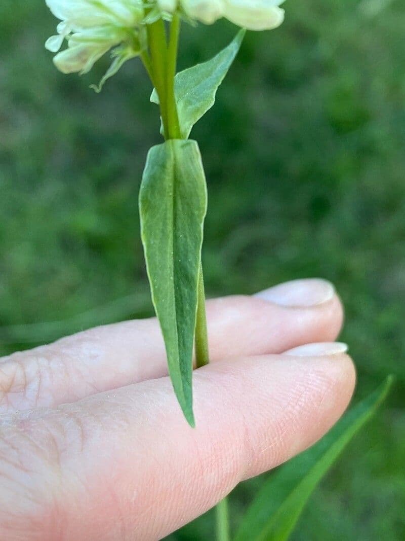 Penstemon 12