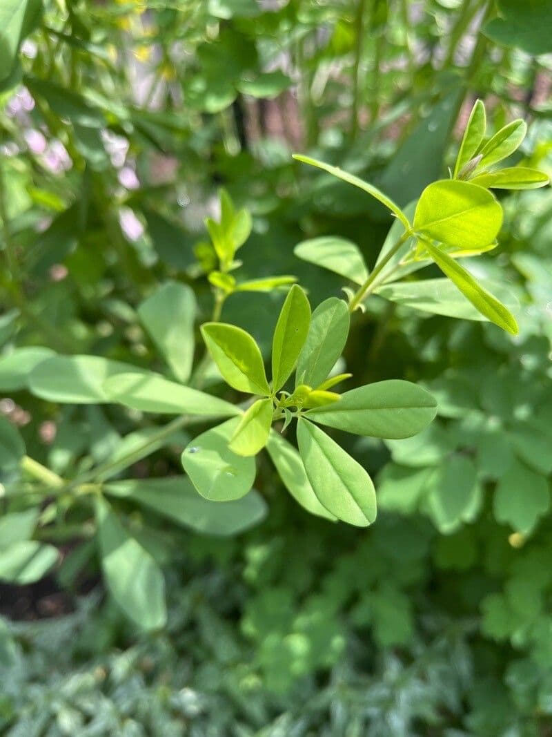 Baptisia 14