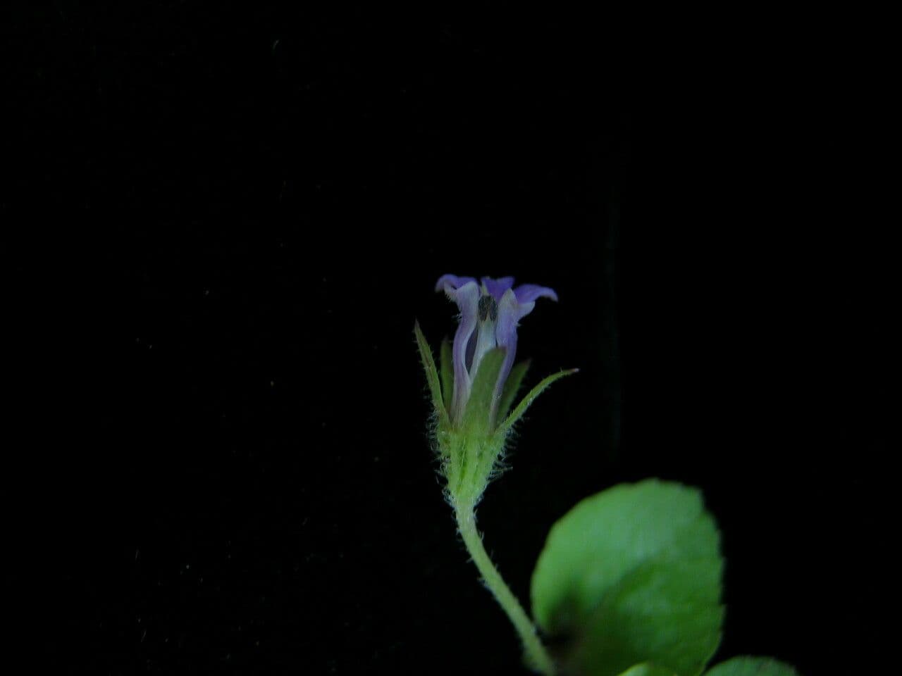 Lobelia di Ceylon