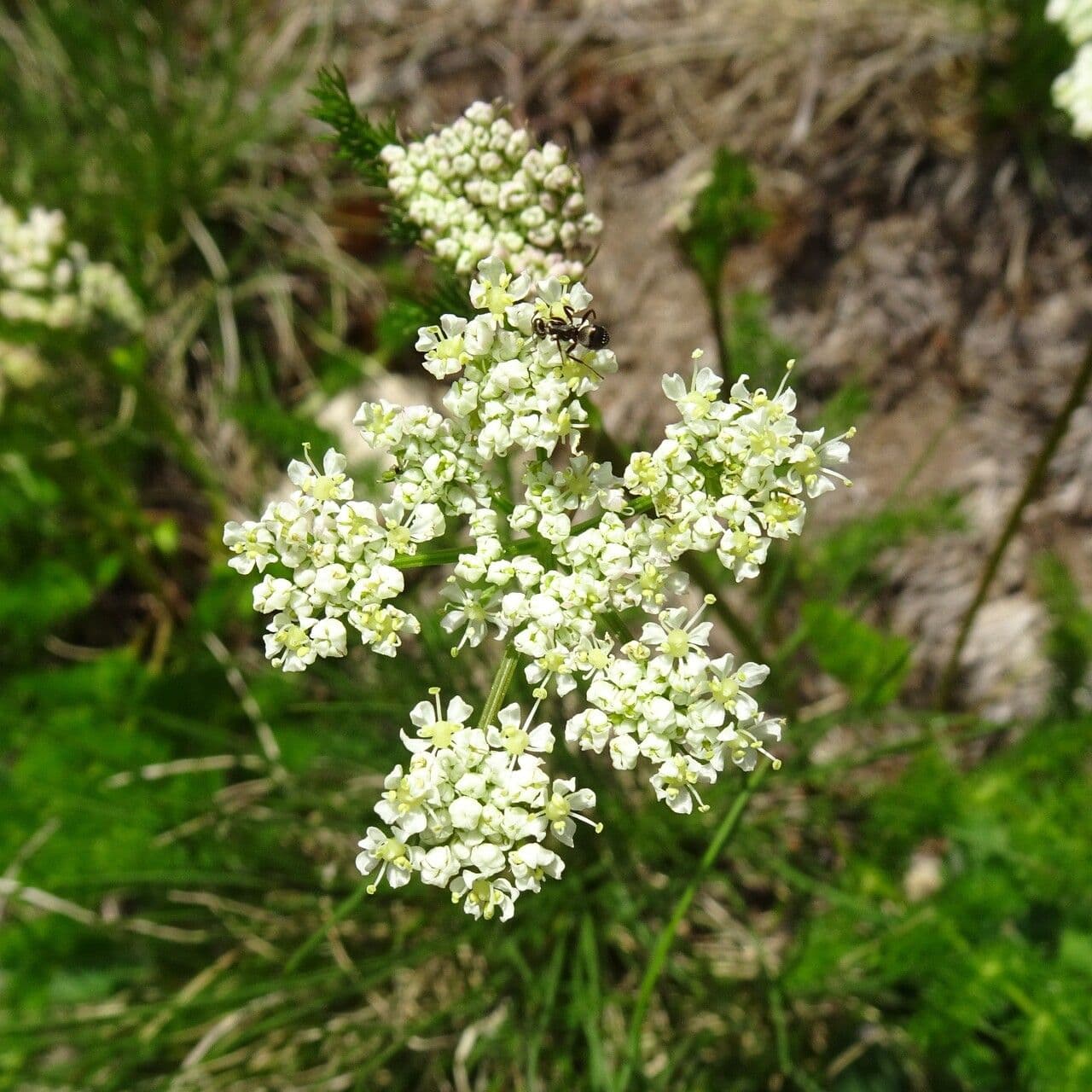 Finocchiella 9