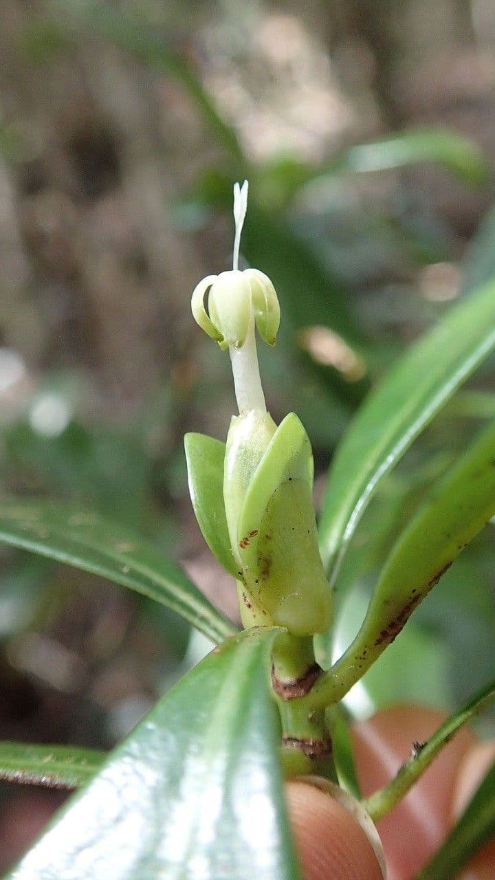 Psychotria
