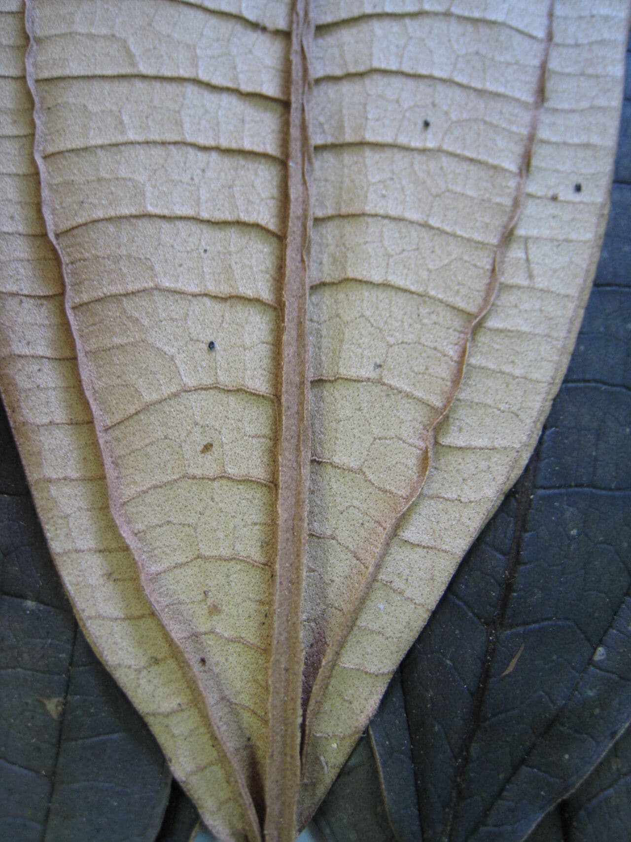 Miconia elata 16