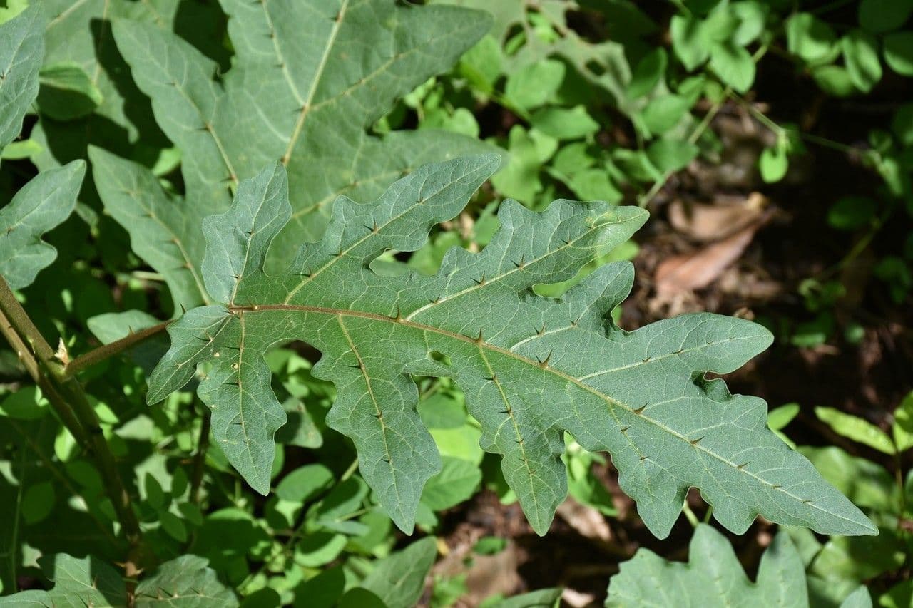 Solano 3