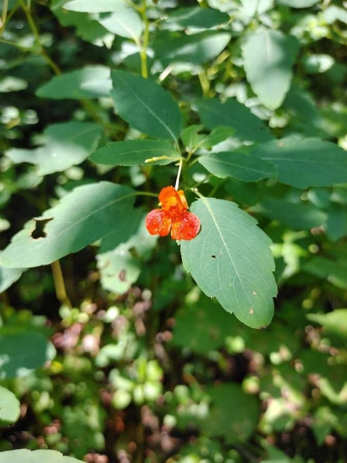 Impatiens pallida 8