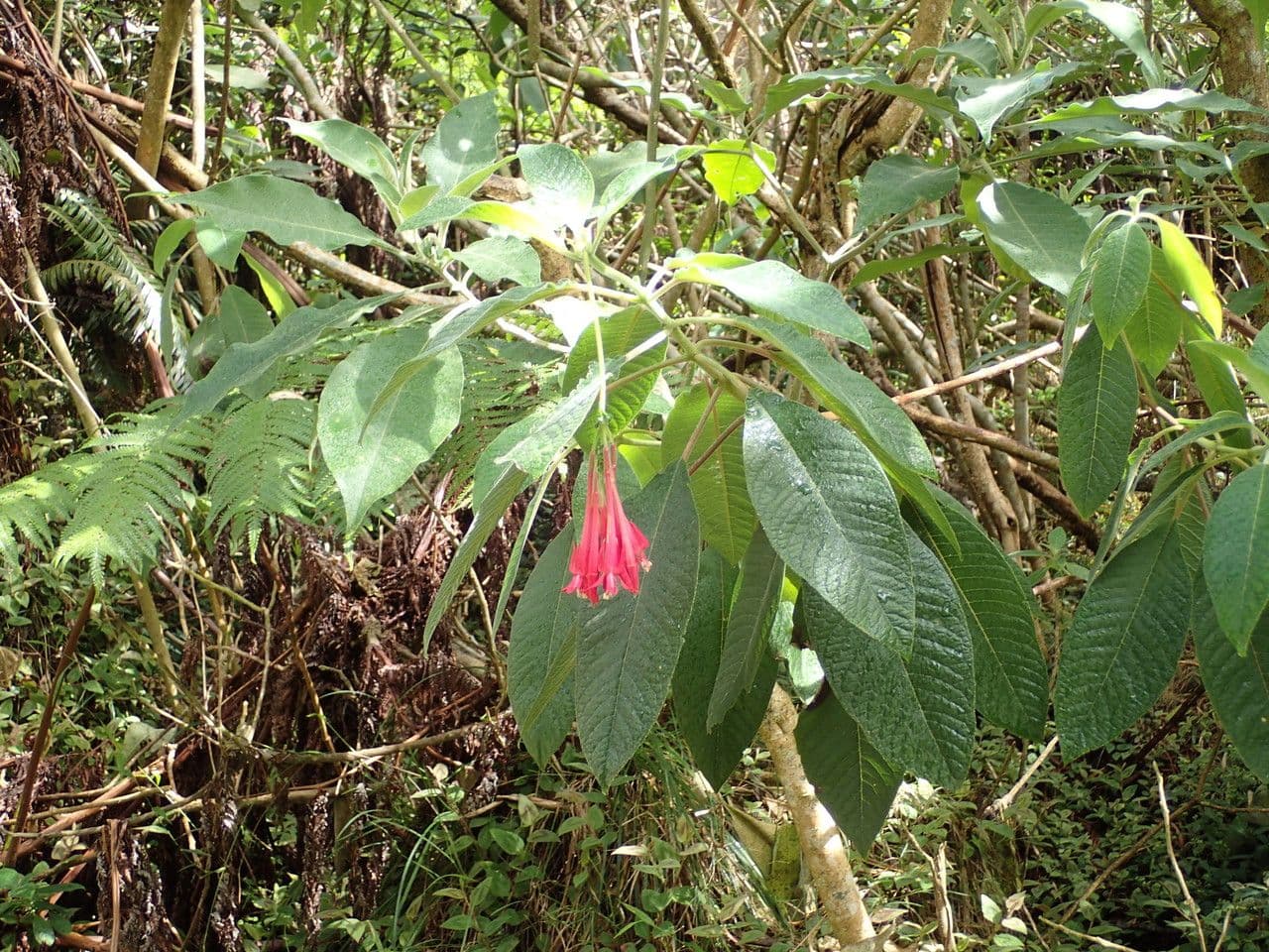 Fuchsien 13