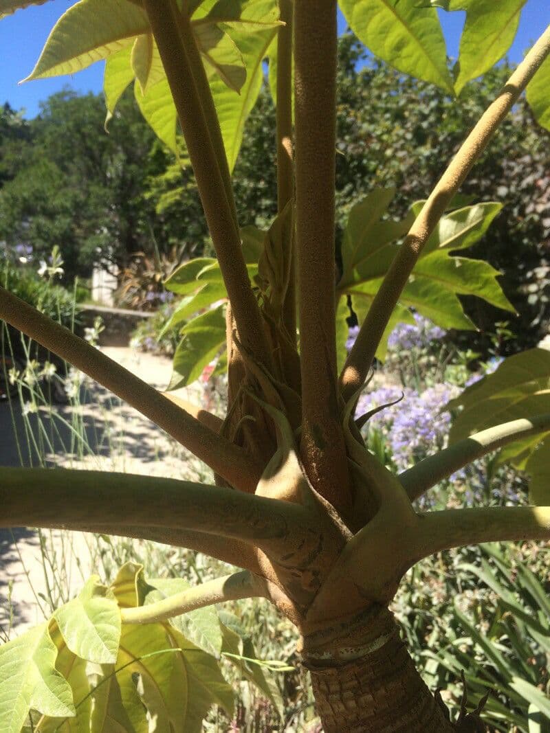 Tetrapanax papyrový 30