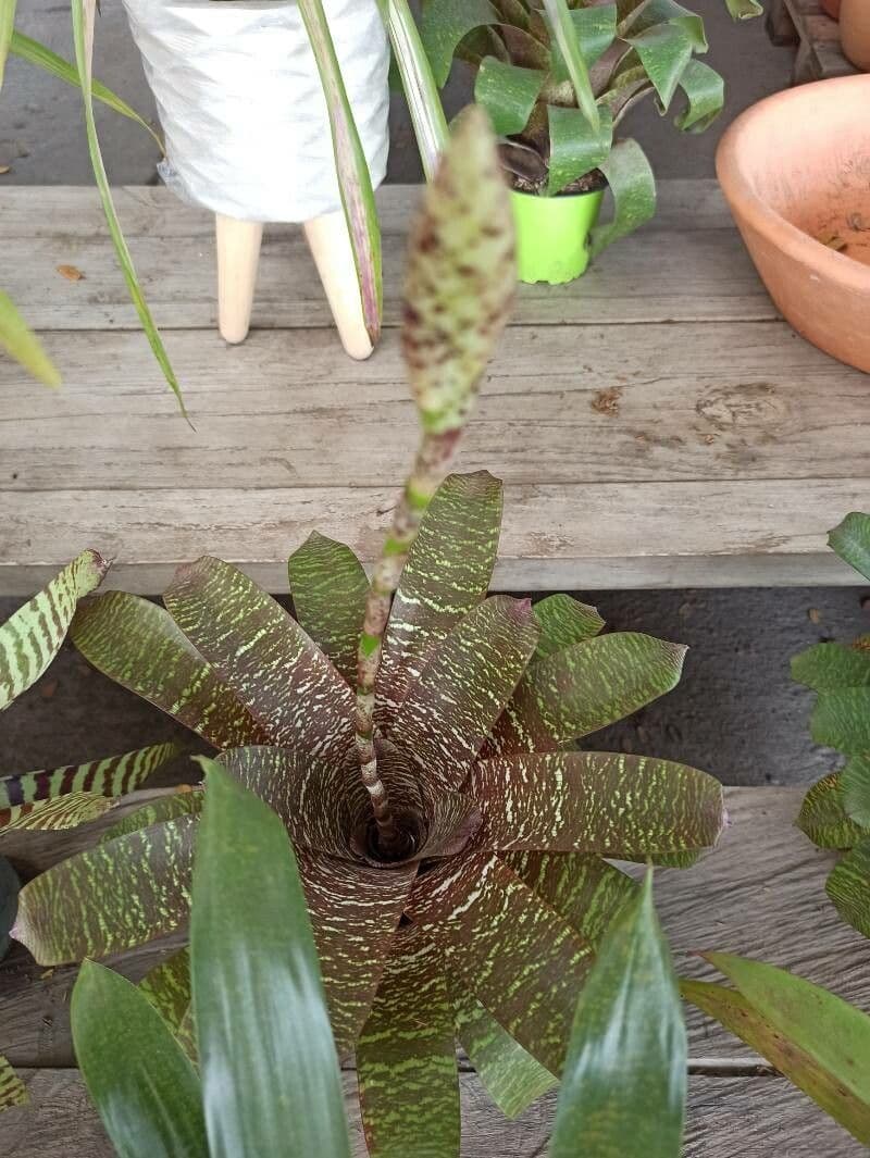 Vriesea 2