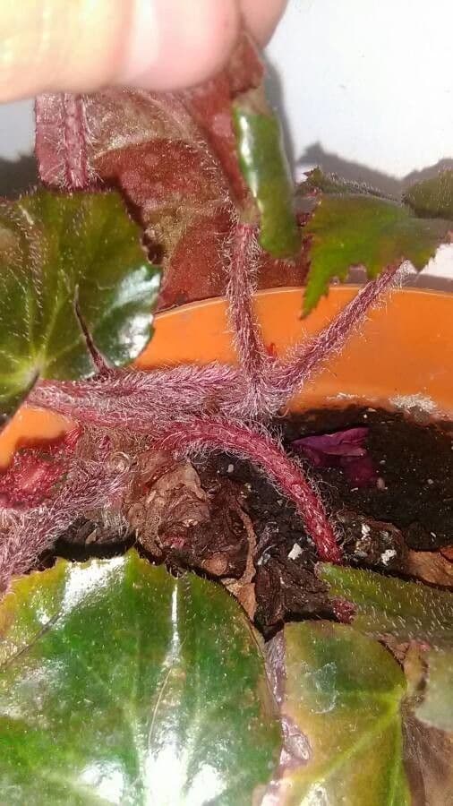 Begonia 17