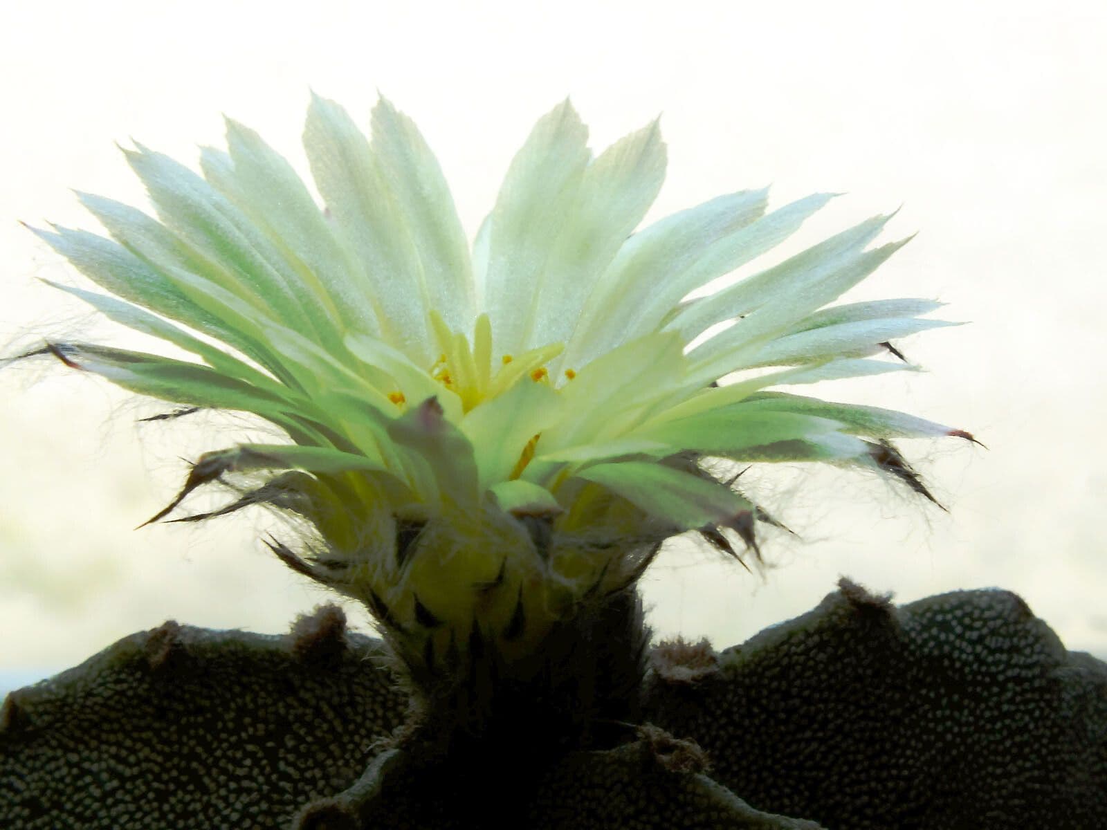 Astrophytum 8