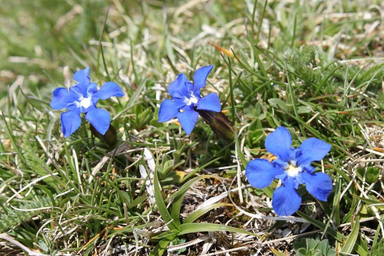 Genziana minore 7