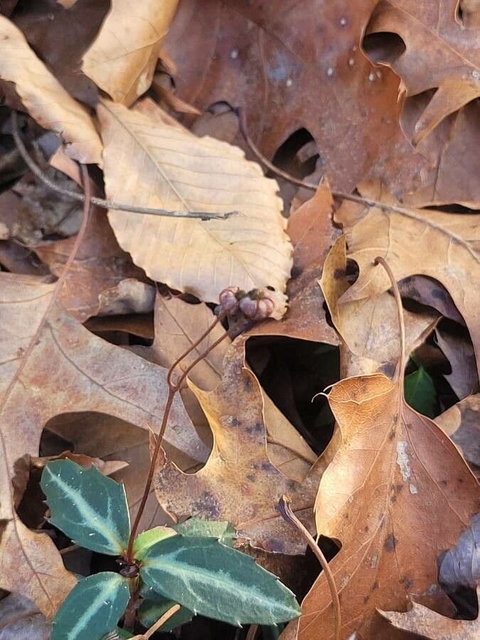 Chimaphila macchiata 2