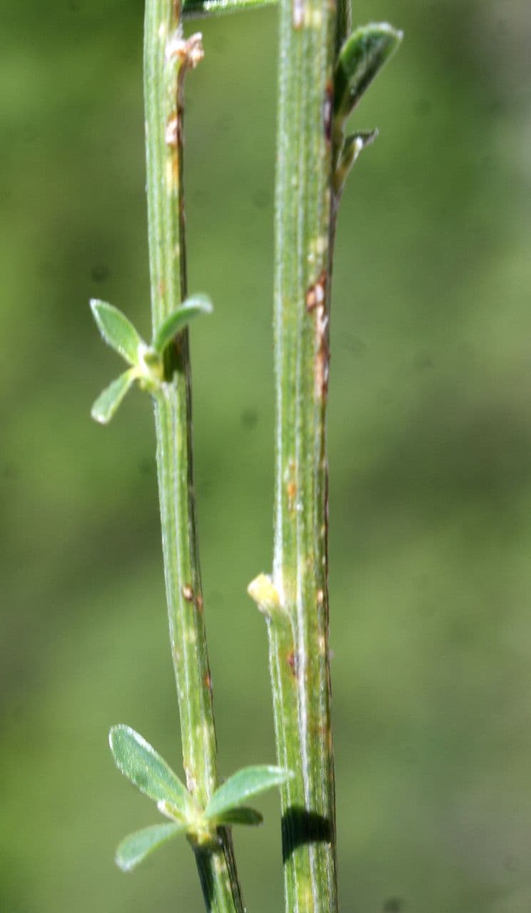 Ginestra cenerina 23