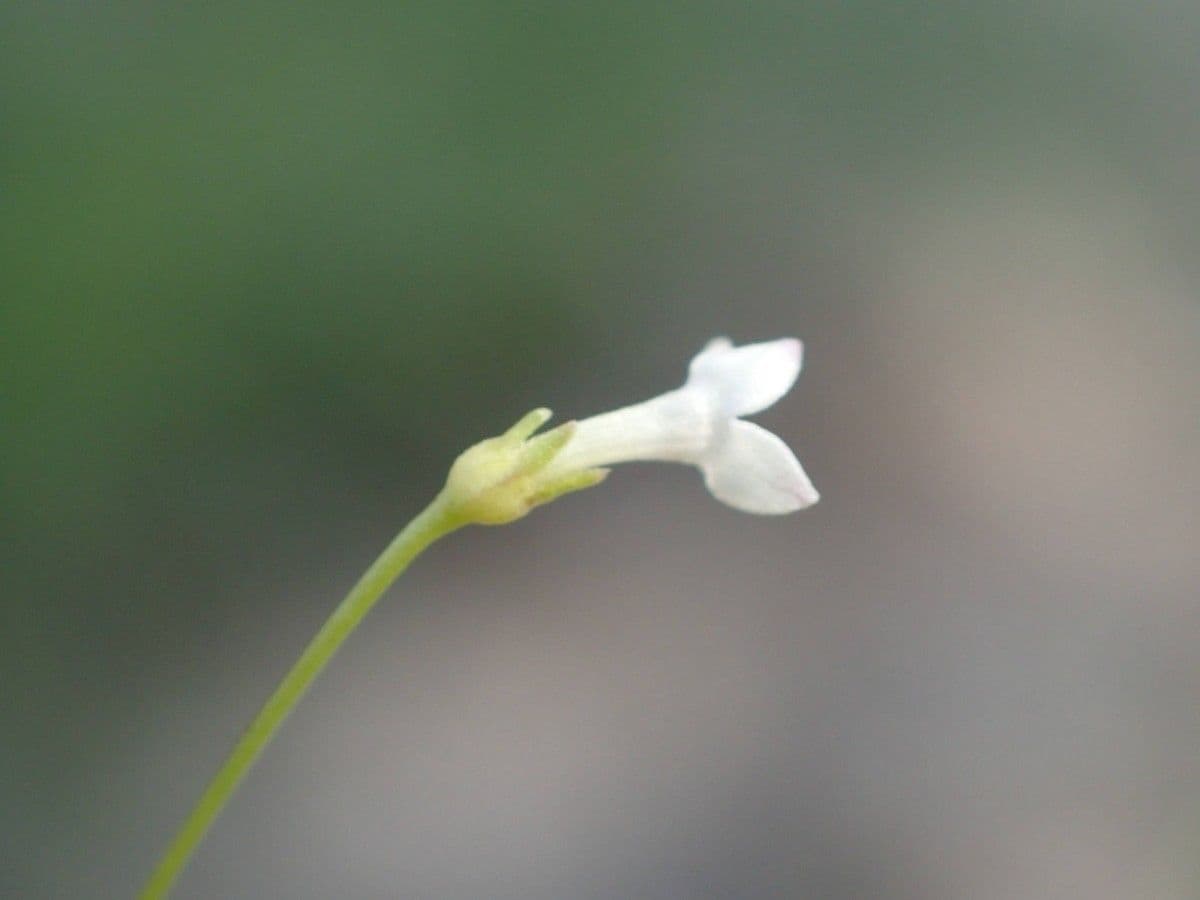 Oldenlandia 6