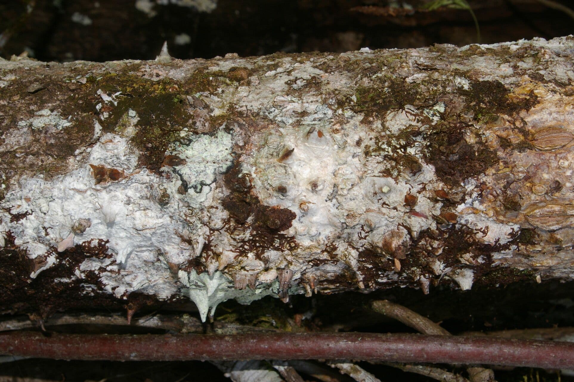 Spirotheca 21