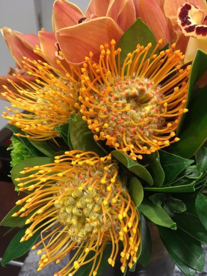 Leucospermum 6