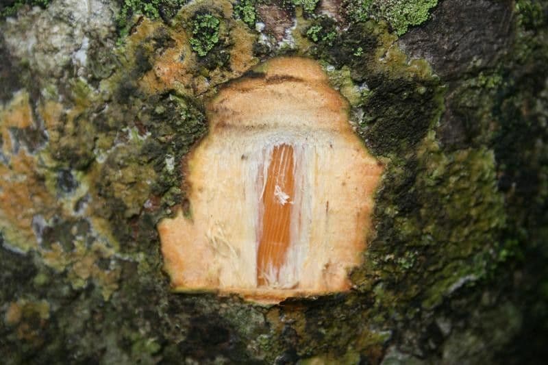 Dillbaum 14