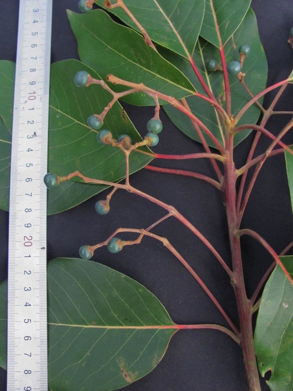 Alloro tropicale 21
