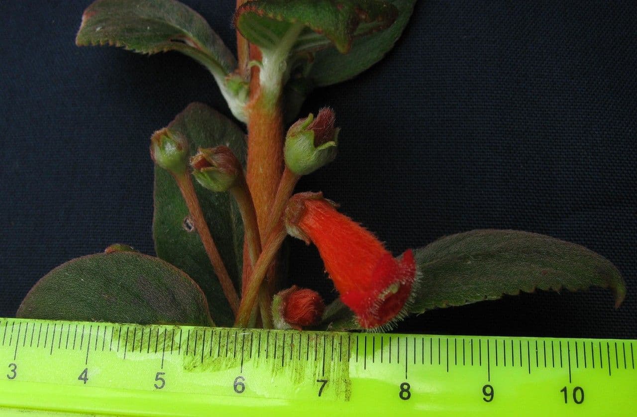Kohleria spicata 17