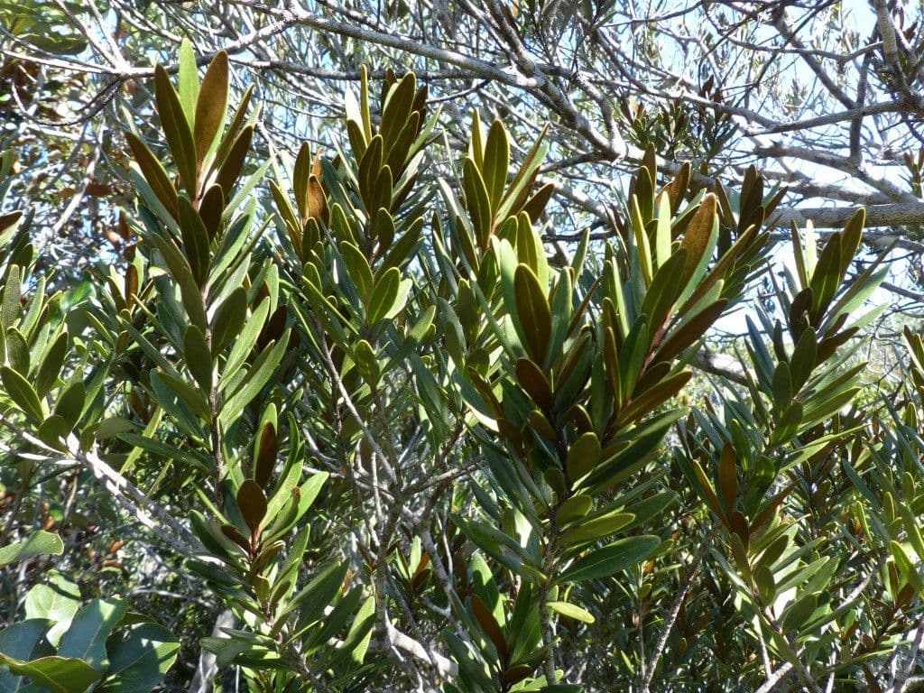 Planchonella a stilo sottile 3