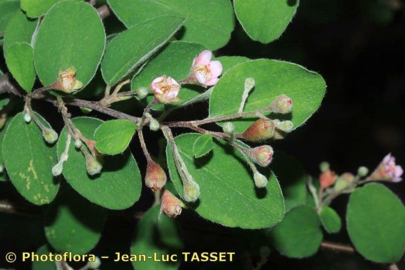 Cotoneaster zabelii 15