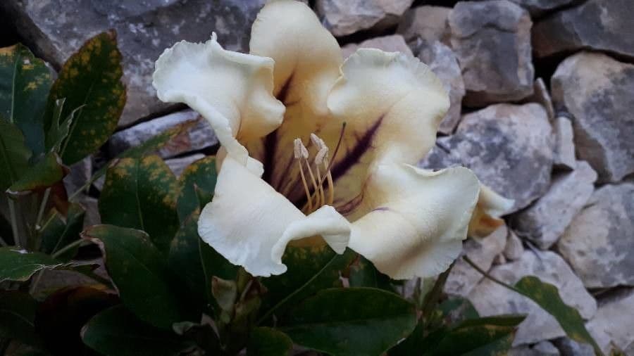 Solandra