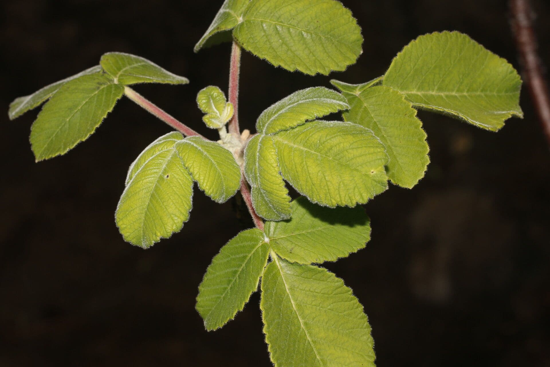 Amphipterygium 9
