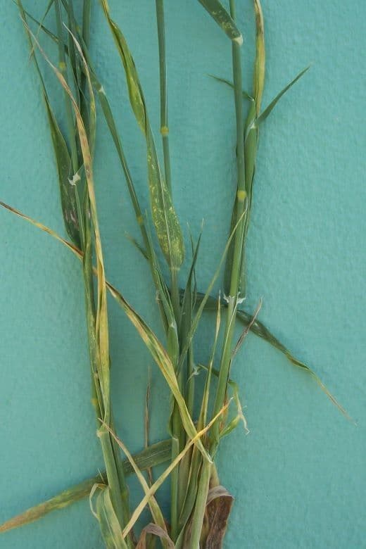 Phalaris 6