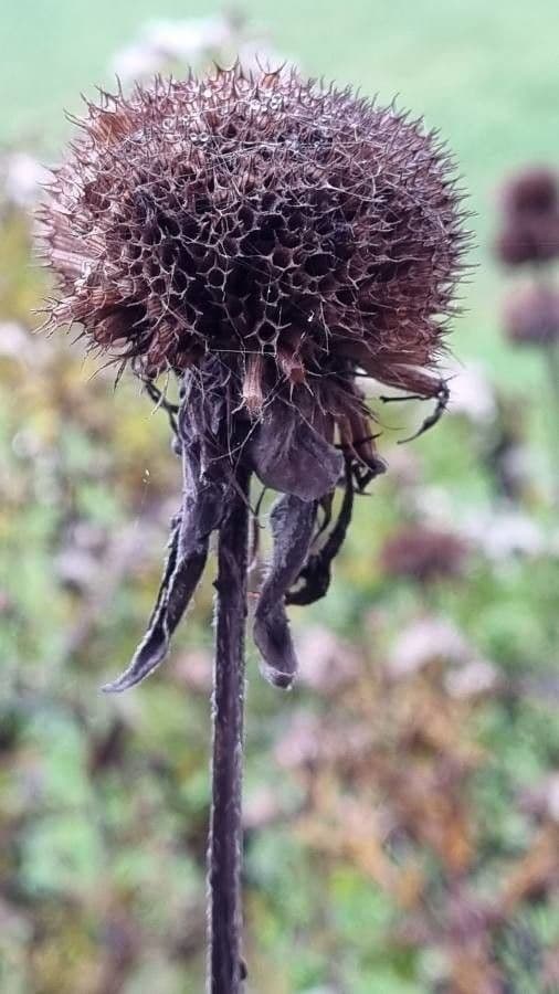 Monarda didyma 4