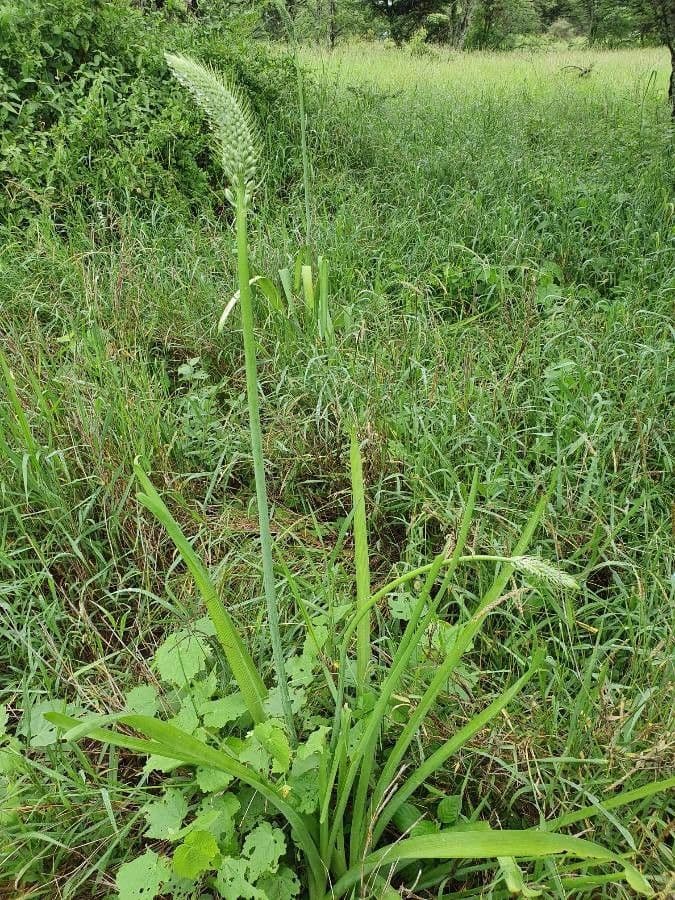 Albuca 8