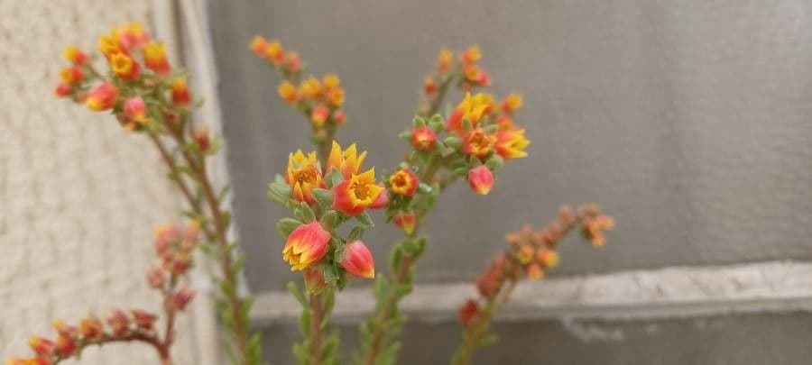 Echeveria 2