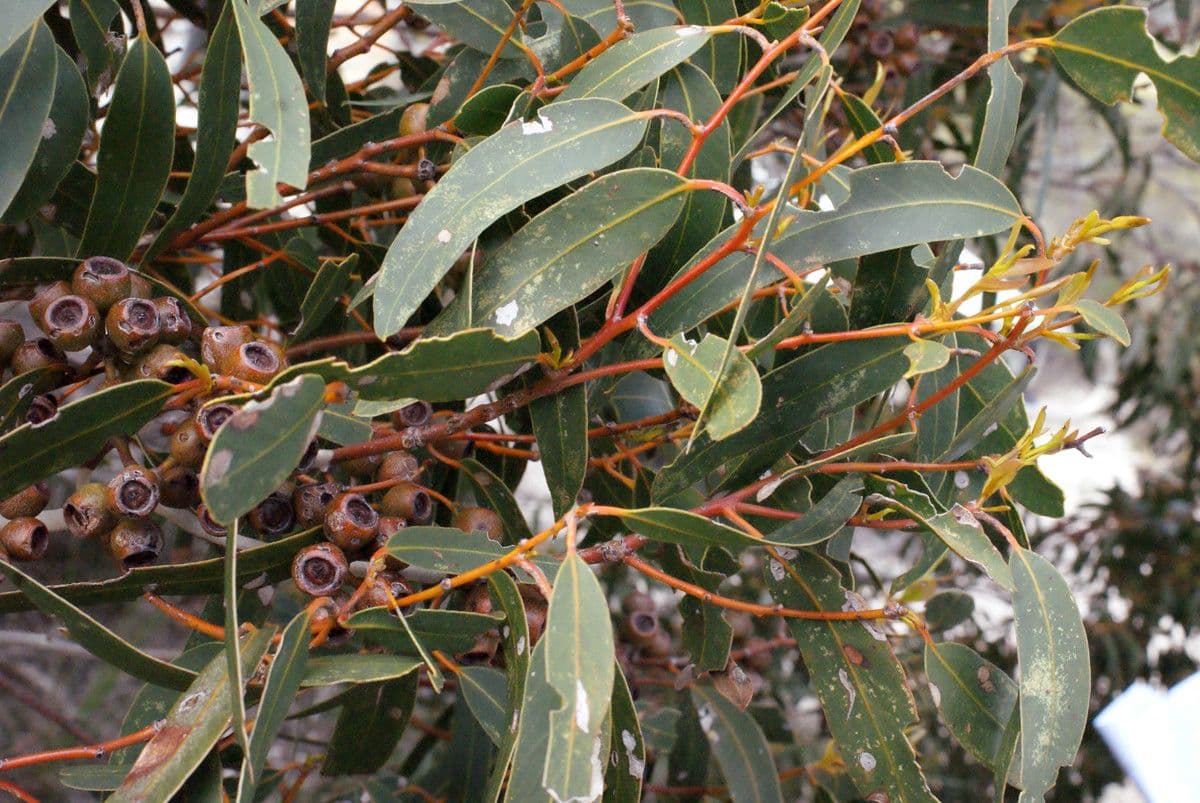 Cork mallee 2