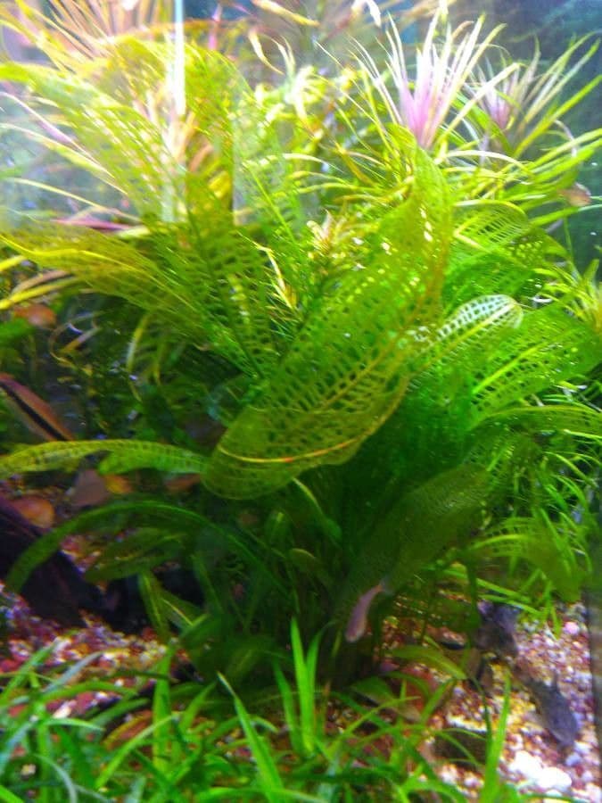 Aponogeton