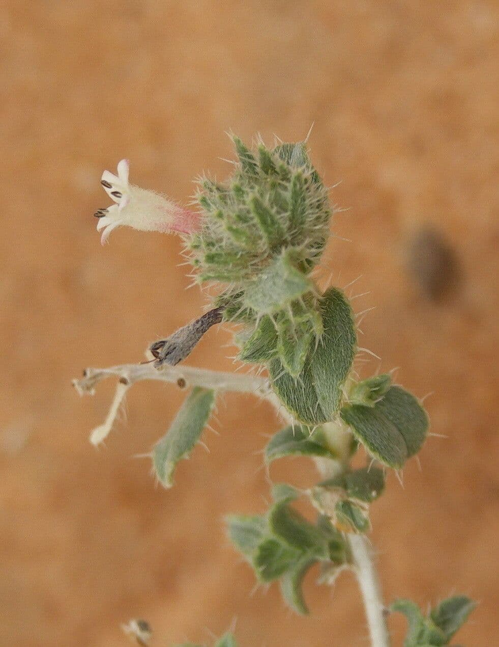 Moltkiopsis ciliata 18
