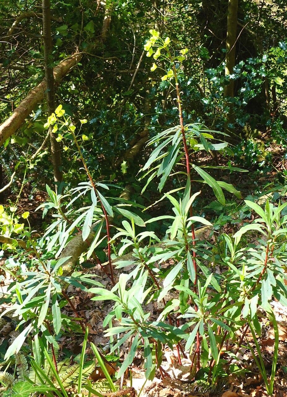 Euphorbe des bois 14