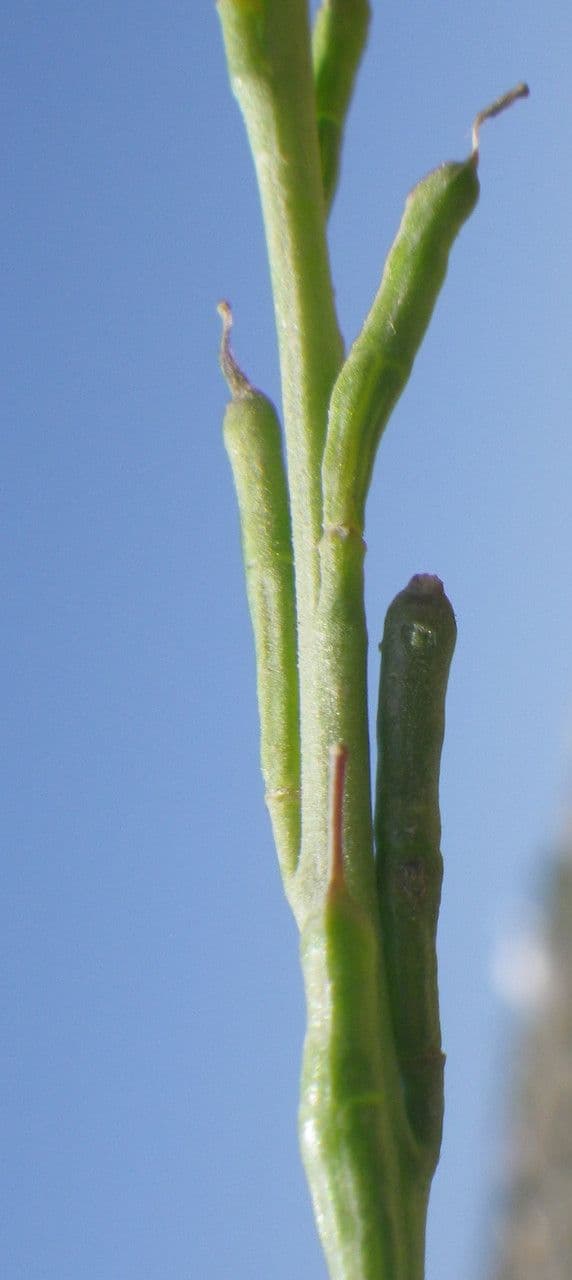 Erucaria 3