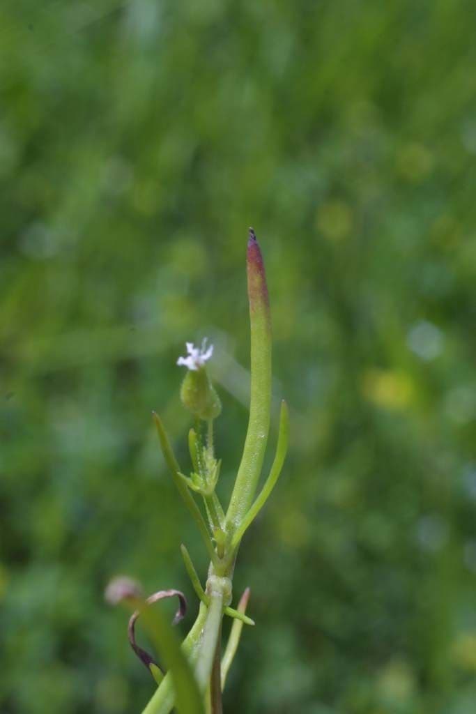 Mononeuria patula 4
